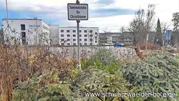 Das geschieht jetzt damit: Calws Weihnachtsbäume füllen ein ganzes Haus