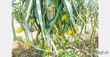 "Door beperkte scheepsruimte dragonfruit en avocado's per vliegtuig vanuit Ecuador"