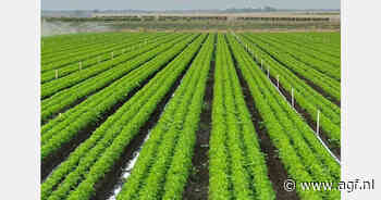 Worteloogst van start in Andalusië