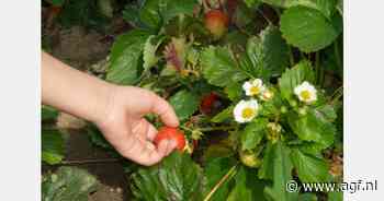 Elektronische uitwisseling van fytosanitaire certificaten wordt de standaard