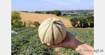 Acapella meloen gepresenteerd