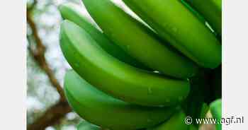 "Cameratoezicht op plantages verkleint risico van drugs in bananencontainers"