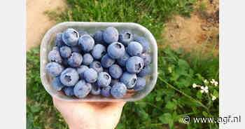 "Door watergebrek aardbeienteelt ingeruild voor blauwe bessen"