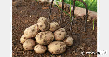 Bangladesh breidt aardappelimport uit