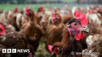 Avian flu spread sees 1.8 million farmed birds culled