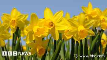 Hunt for rare daffodils that are feared lost