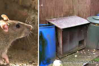 “Molshopen zijn geen rattennesten”: stad ontkent met plaag te kampen