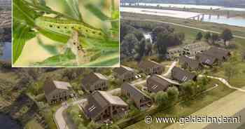 Zeldzame rups houdt bouw van wijk in Nijmegen-Noord tegen, maar nu is er een oplossing