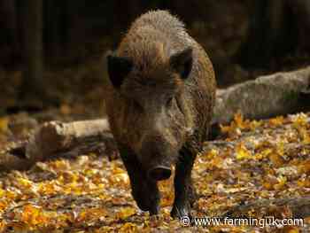 Pig sector evokes past disease outbreaks after illegal boar release