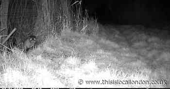 Otters 'living at Rainham Marshes for first time in 25 years'