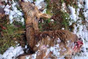 Vijftien meldingen van doodgeschoten reeën baart jagersvereniging grote zorgen: “Iemand schiet voor de kick reetjes af”