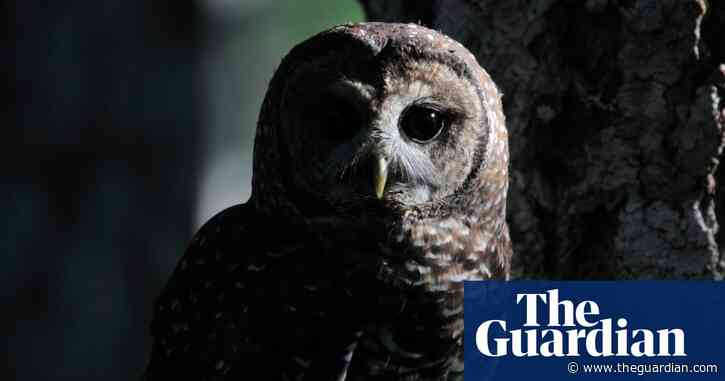Love rats: Canadians get chance to feed rodents named after old flames to owls