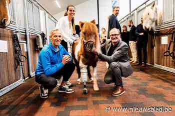 Paardenkliniek moest vorig jaar meer dan 100 zieke paarden euthanaseren omdat eigenaars medische kosten niet konden betalen: “Hartverscheurend”