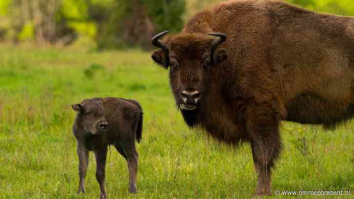Vijf wisentkalfjes zijn na twee weken al overleden
