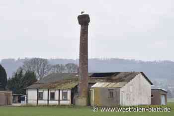 Lübbecke: Die ersten Störche sind da