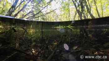 Gigatonnes of carbon are stored in under-protected areas