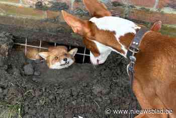 Hartverwarmend: hond leidt baasje naar vos die gekneld zit onder gebouw in Gent