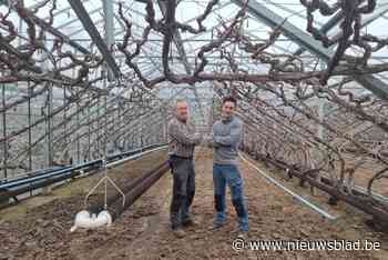 Druivenstreek verliest alsmaar meer telers: “Je moet het graag doen, anders hou je het niet lang vol”