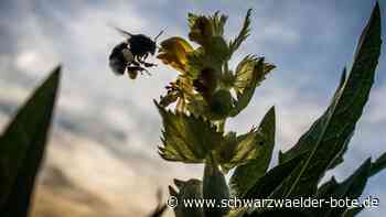 Insekten in Mötzingen: Kinder lernen spielerisch etwas über Artenvielfalt