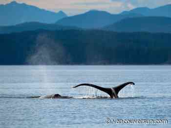 Some whales sing low enough to be ’acoustically invisible’ to killer whales: research