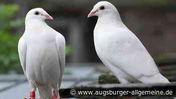 Verbot von Hochzeitstauben gefordert: Warum der romantische Brauch ein Problem für die Stadt ist
