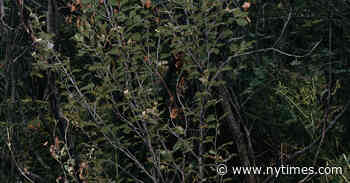 Amsterdam Exhibition Explores How Humans Shaped Sheep