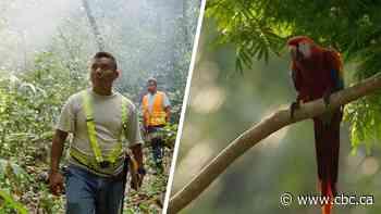 How one community in Guatemala lives off the forest, while protecting it for the future