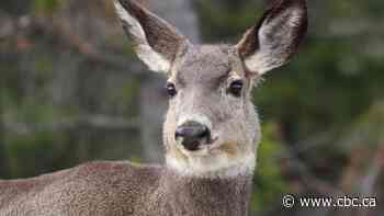 Chronic wasting disease has exploded through Alberta's deer population. Can it be stopped?