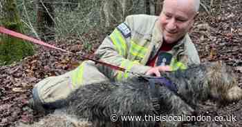 Sausage and sledgehammer used to free dog from pipe near Croydon