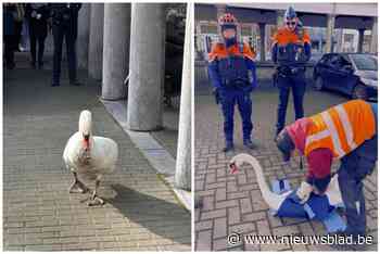 Brugse zwaan met wandelzucht krijgt huisarrest: “Voor zijn veiligheid en die van de weggebruikers”