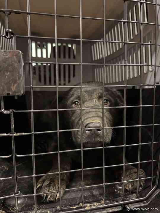 More than 30 dogs and puppies rescued from Hamburg residence