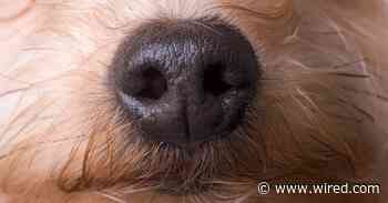 A Nose-Computer Interface Could Turn Dogs Into Super Detectors
