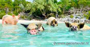 Zwemmen met varkens is regelrechte hit, maar heeft ook nadelen: ‘Bijten dat ze kunnen!’