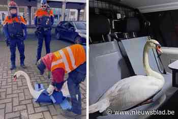 Deze Brugse zwaan zag al meermaals binnenkant van politiecombi door uitstapjes naar stadscentrum: “Echte attractie geworden”