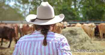 Two Chicks, No Rooster: The one who vanished faster than a good harvest price