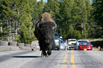 Bison herd stampedes through crowd of people in Yellowstone