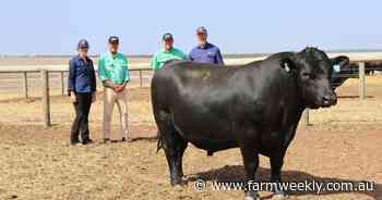 Arkle Paratrooper U80 tops the buying demand at Munglinup bull sale