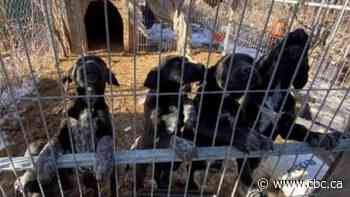 Mississauga man charged after 5 puppies found in 'abysmal conditions'