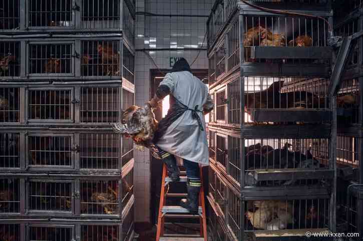 Some people didn't know they had a bird flu infection, study of veterinarians suggests