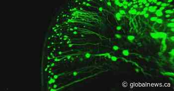 ‘Biology’s cookbook’: UBC team discovers new kind of brain cell linked to memory