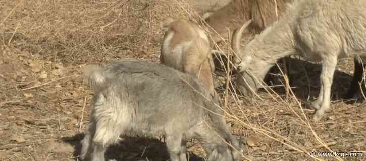City of Albuquerque using goats to mitigate fire risk in the Bosque