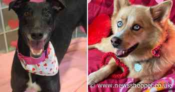 Battersea dogs Romeo and Valentino looking for forever home - Could it be yours?