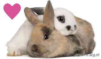 Valentijnsdag: Zoek een maatje voor je huisdier!