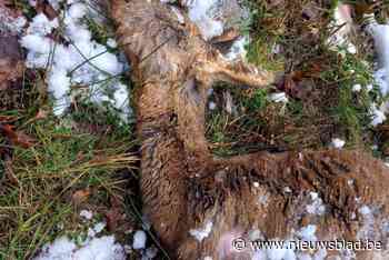 Vijftien meldingen van doodgeschoten reeën baren jagersvereniging grote zorgen: “Iemand schiet voor de kick reetjes af”