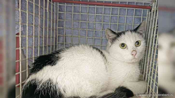 Kat reist ongezien mee naar Curaçao: 'Vier weken in het pikkedonker'