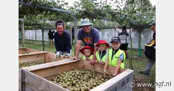 Nieuw-Zeelandse kiwi-oogst uit de startblokken