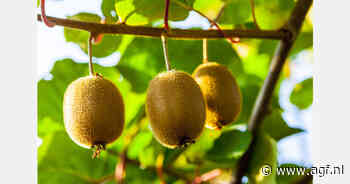 Gaat Zespri omzetdoelstelling $4,5 miljard overtreffen?