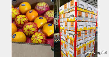 Egyptische exporteurs geven prioriteit aan eersteklas markten vanwege schaarste aan grote sinaasappelen