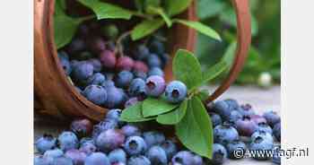 Zachtfruitexport Zimbabwe +50%