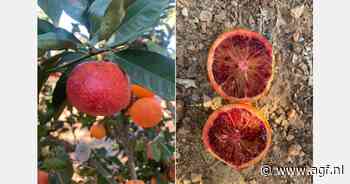 Mandarijn met rode schil en rood vruchtvlees beschikbaar